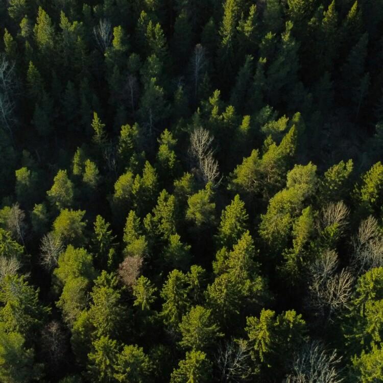 tahto26-metsä
